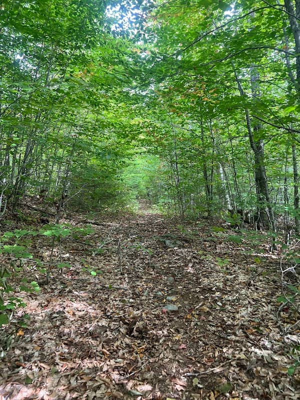Shiloh Pond Community Forest - Image 1
