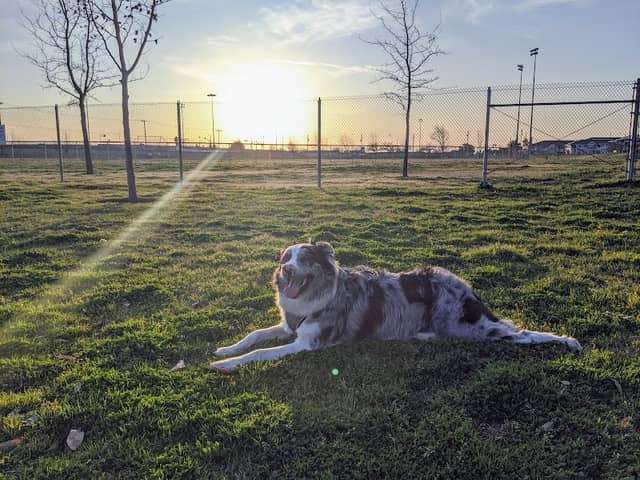 Waggin' Tails Dog Park - Image 2