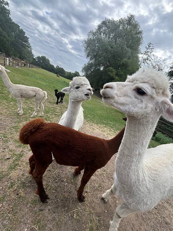 Stantons Farm - Petting Farm - Image 2