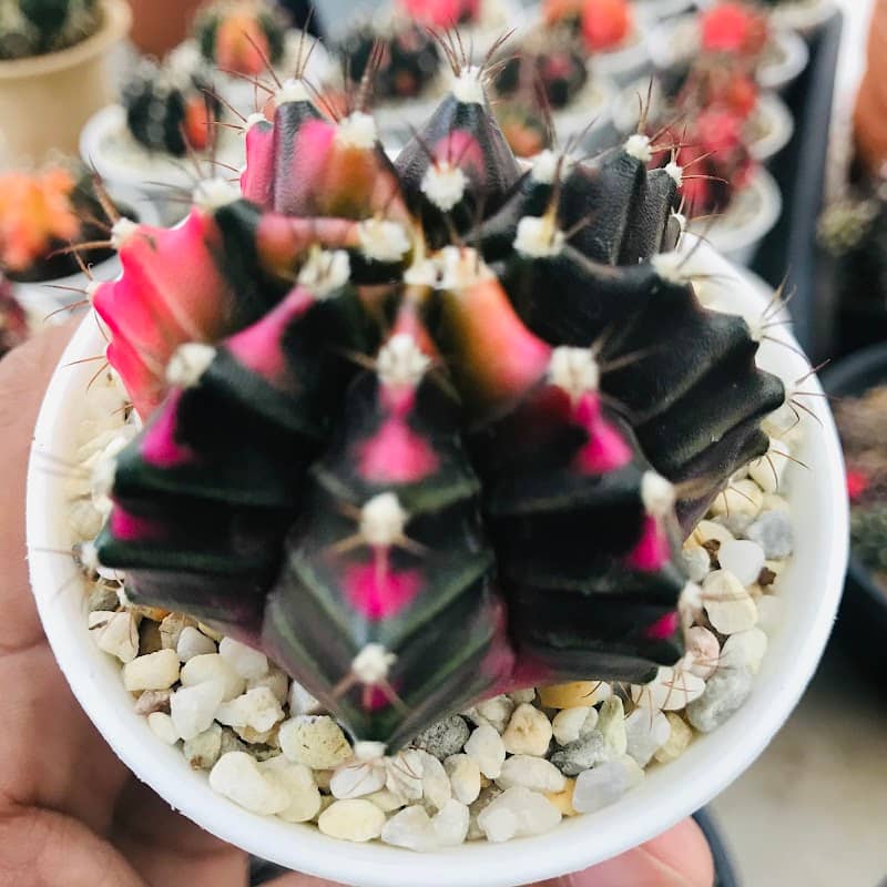 The Kop Cactus - Image 1