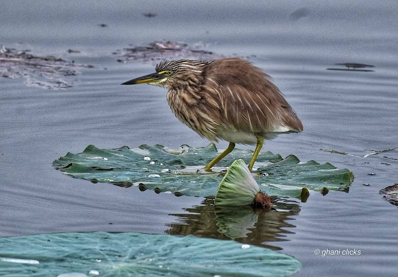 Puludivakkam Lake Birding Area, Chennai, India - Image 2