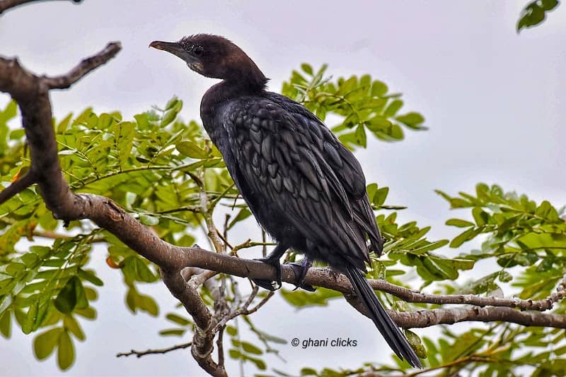 Puludivakkam Lake Birding Area, Chennai, India - Image 1