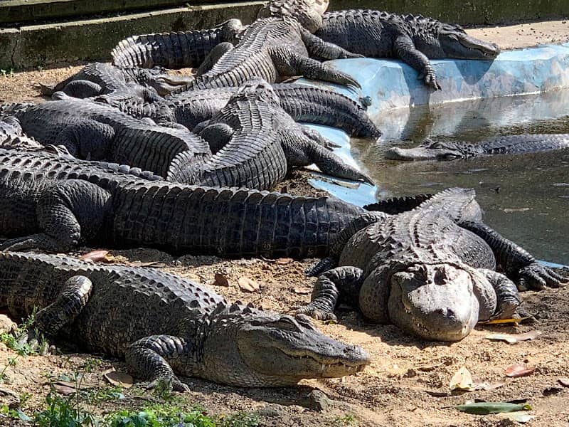 Arkansas Alligator Farm & Petting Zoo - Image 2