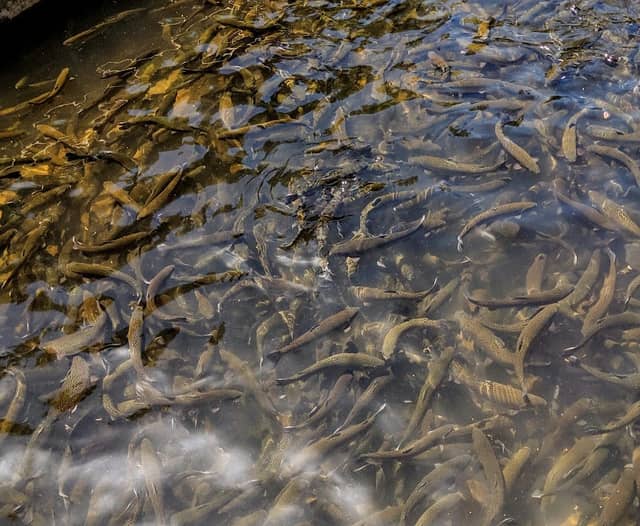 Chattahoochee Forest National Fish Hatchery - Image 1