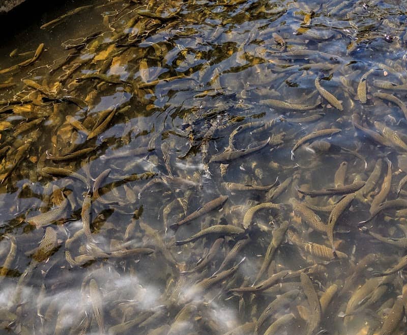 Chattahoochee Forest National Fish Hatchery - Image 1