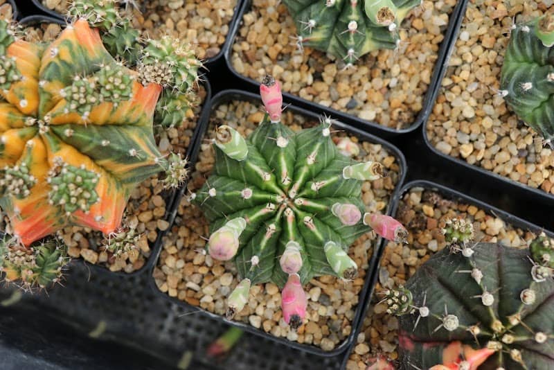 Gymnoly.cactus - Image 1