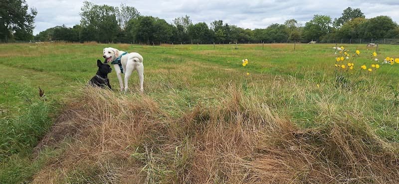 Hethel Dog Field - Image 1
