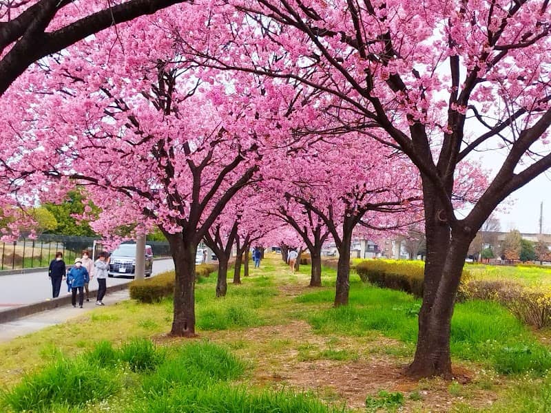 Yo-ko Cherry Blossom - Image 2