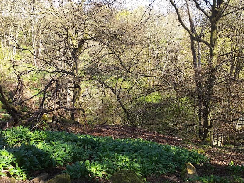 Beeslack Wood - Image 1