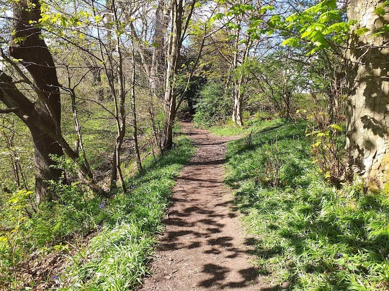 Beeslack Wood - Image 2