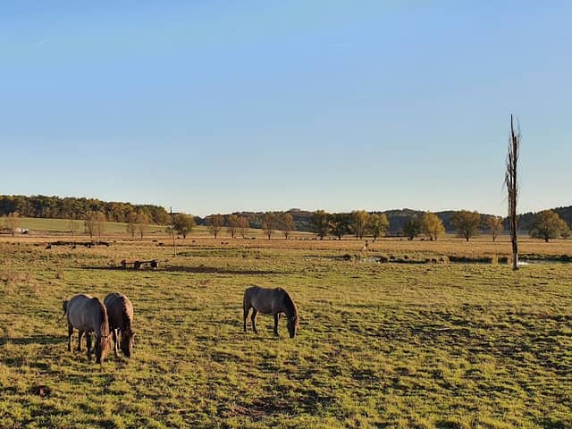 Hutelandschaft Beobachtungsturm - Image 1