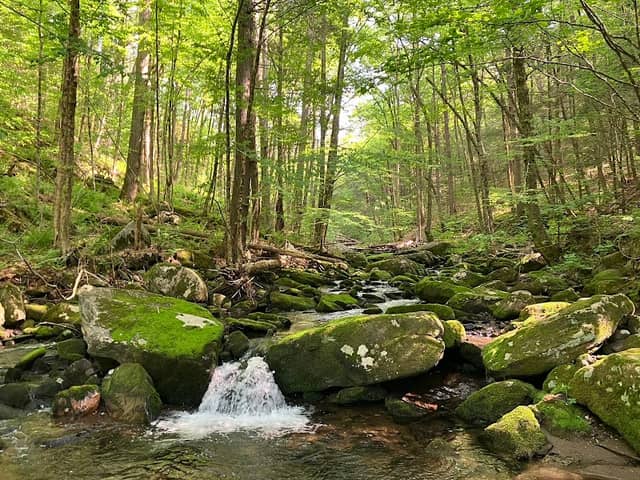 Huntington State Forest - Image 1