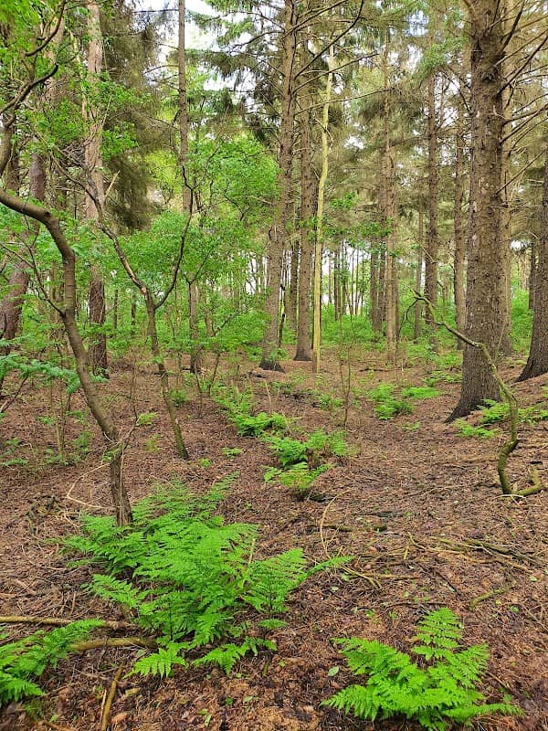 Elpersbüttelerdonn Wald - Image 1