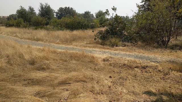 Mace Ranch Habitat Areas - Image 2