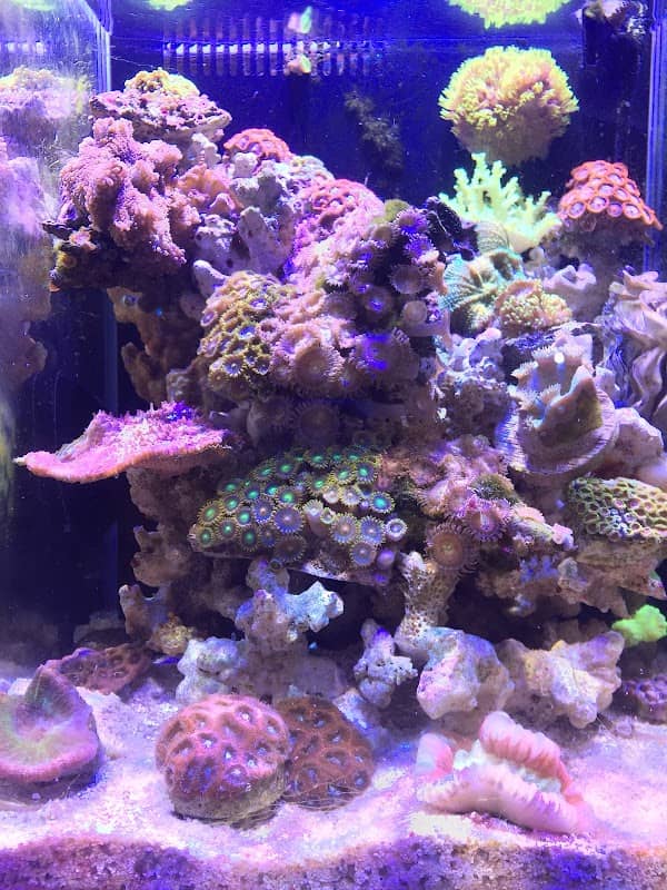 Kronic Aquatics - Image 1