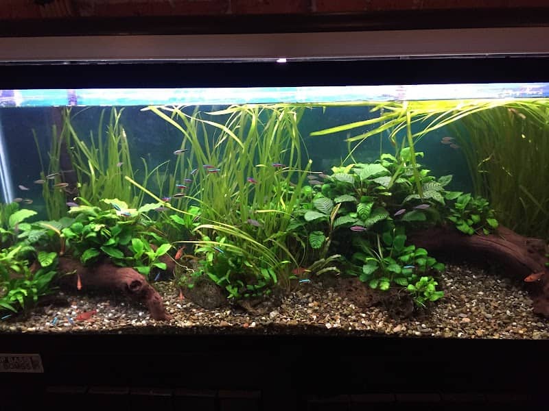 Kronic Aquatics - Image 2
