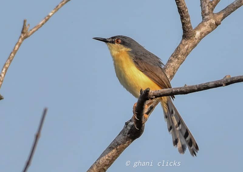 Nanmangalam Lake Bird Watching View Point - Image 1