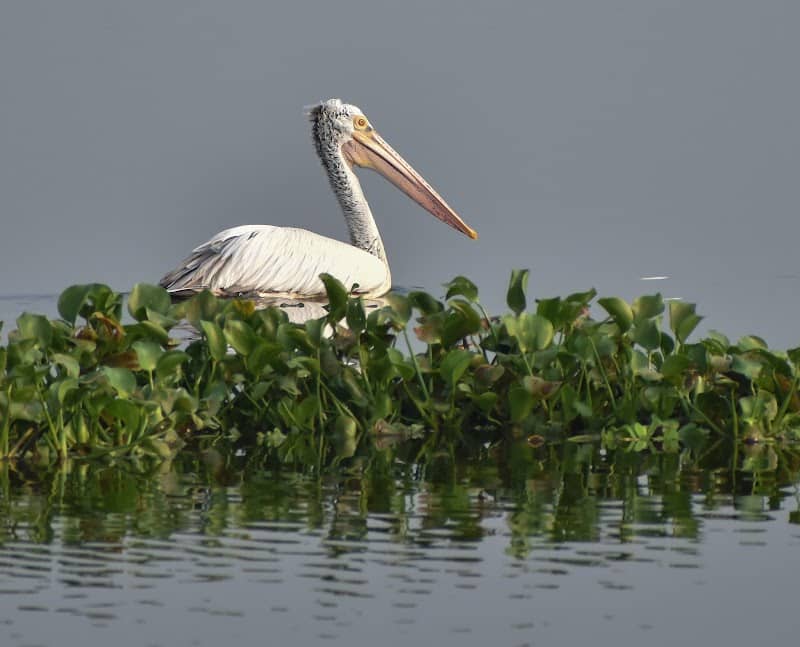 Nanmangalam Lake Bird Watching View Point - Image 2