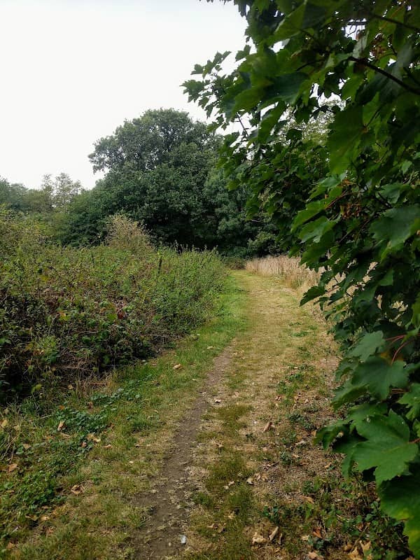 Hangman's Wood and Deneholes - Image 3