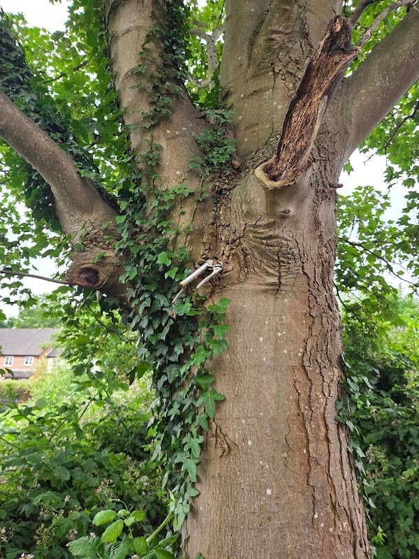 The Bicycle Tree - Image 1