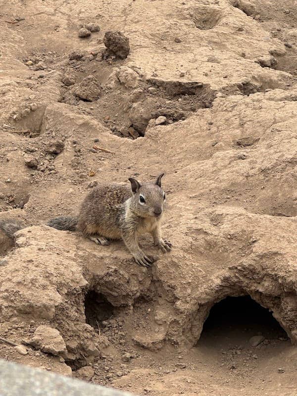 Squirrel Kingdom - Image 1