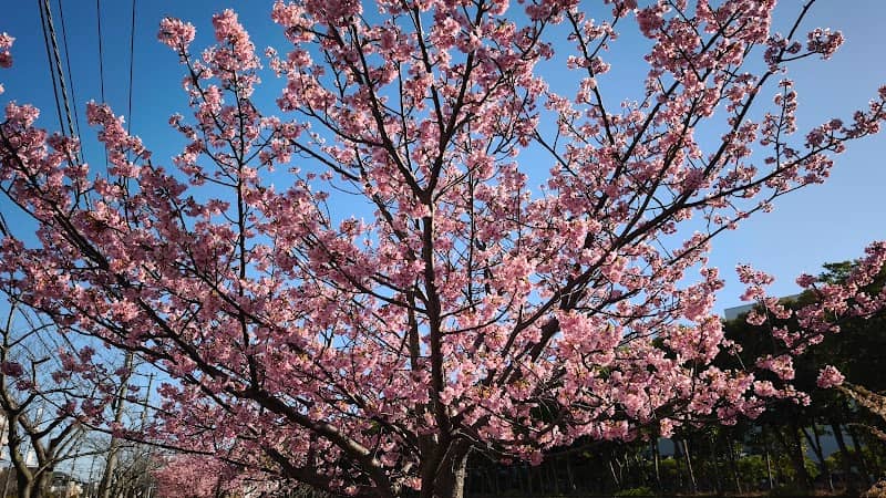 久里浜河津桜並木 - Image 1