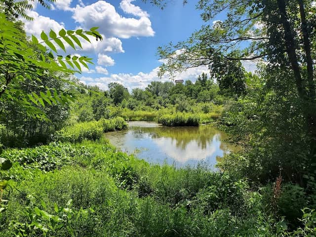 Kroger Wetlands - Image 2