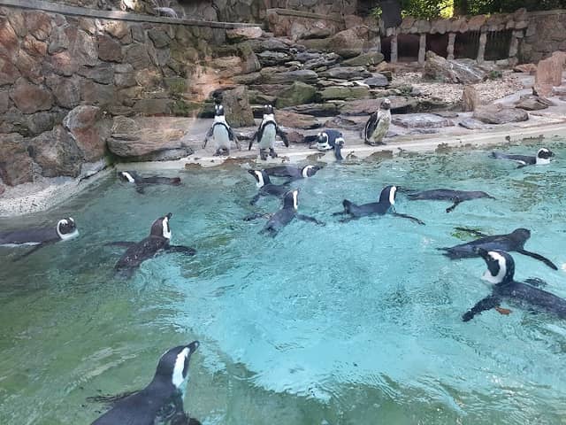 Straubing Zoo - Image 1