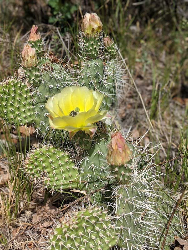 Memmen Ridge Open Space - Image 1