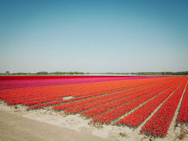 Eickenhofer Tulpenfeld Vordorferstrasse - Image 1