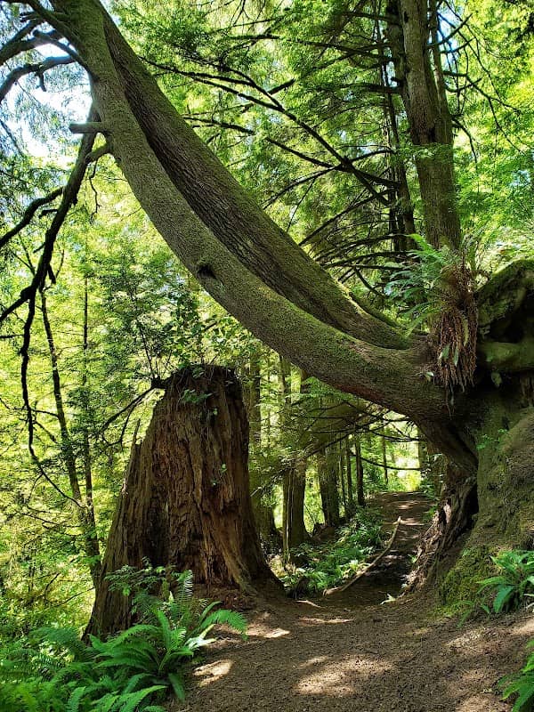 Woodland Trail - Image 1