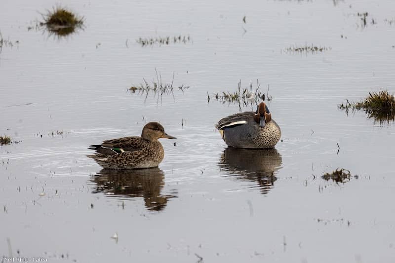 RSPB Marshside - Image 2