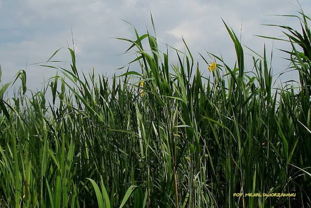 Długi 1 - Image 2