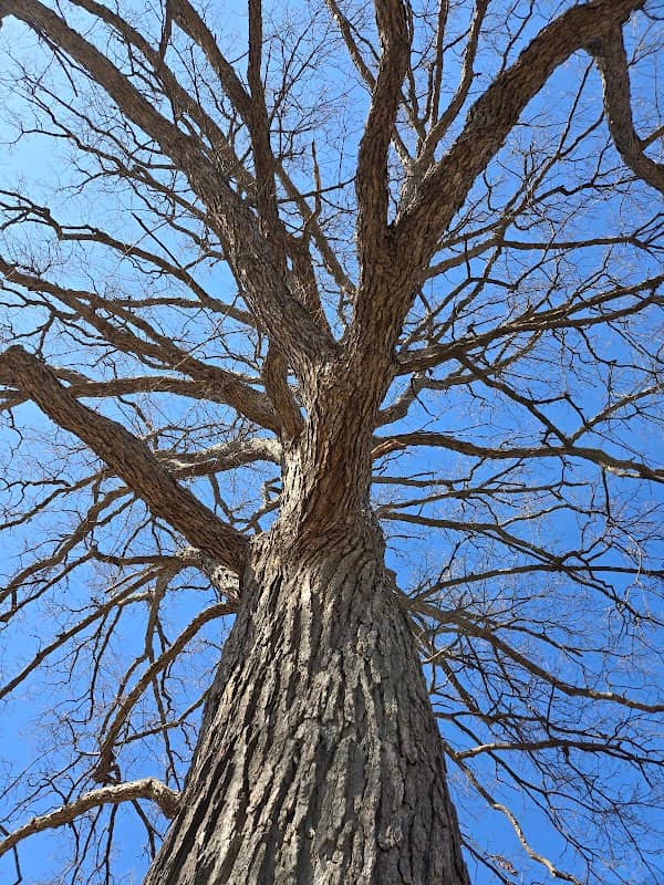 Chinquapin Oak - Image 2