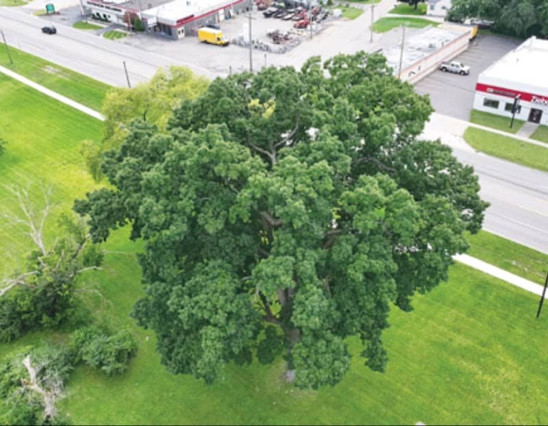 Chinquapin Oak - Image 1