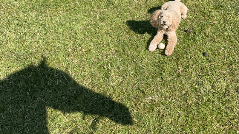 Alvechurch Dog Park & DIY Dog Wash - Image 2