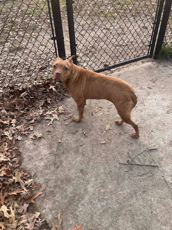 City of Vineland Dog Park - Image 1