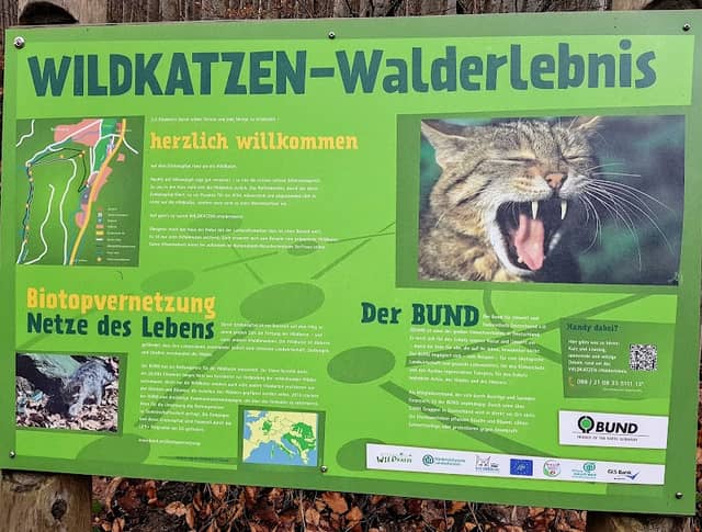 Wildkatzen-Erlebnispfad - Image 1