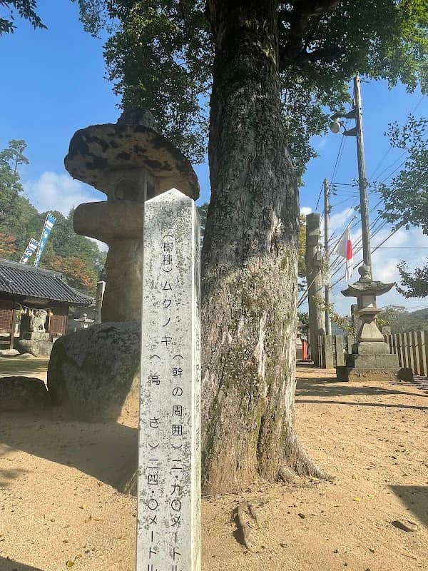 賀茂神社のケヤキ - Image 1