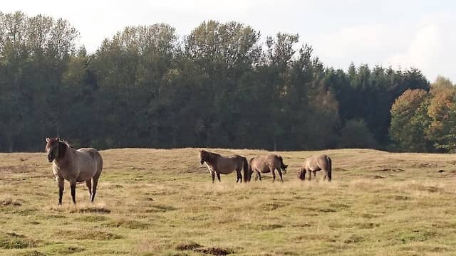 Wildgehege Haselünne - Image 2