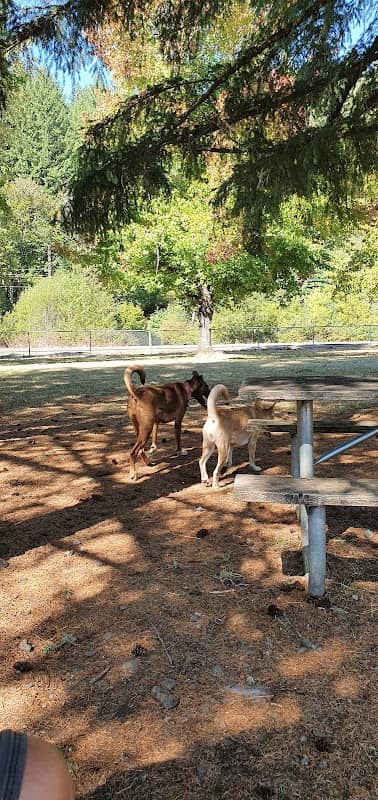 Sunnyside Off-Leash Dog Park - Image 1