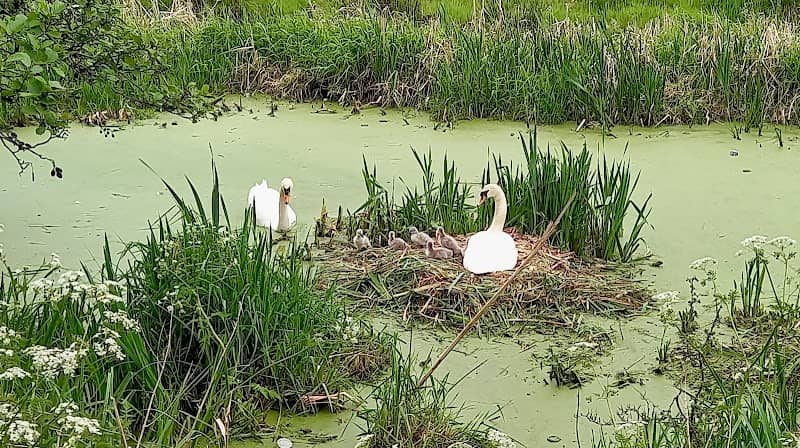 Lagan Canal Footpath - Image 2