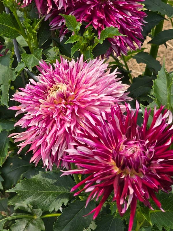 Benton Lake Garden - Image 1