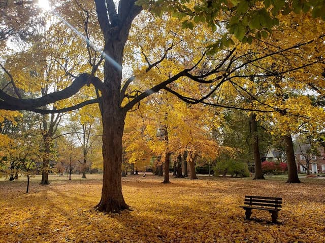 Carle Park - Image 2