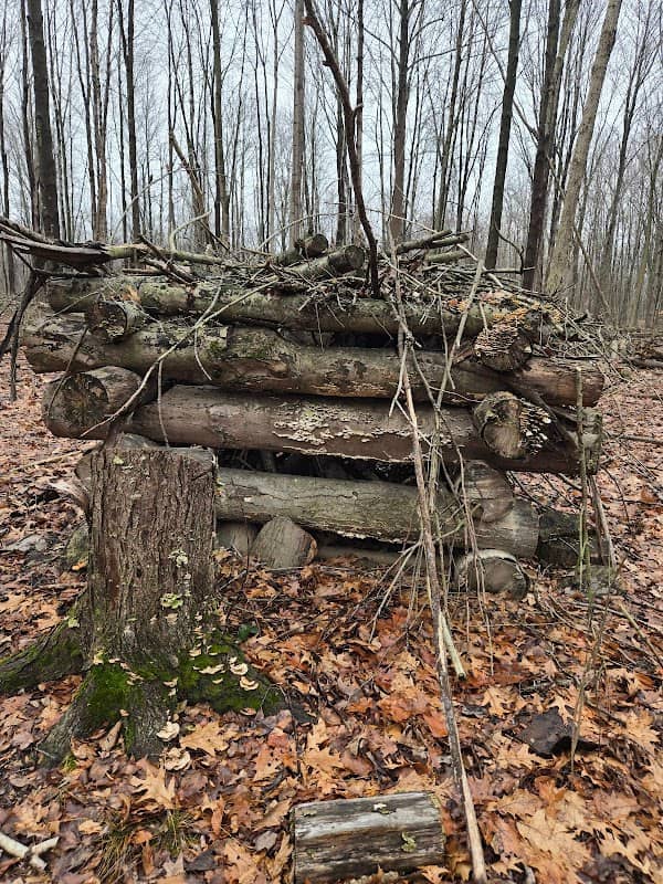 Three Oaks conservation area - Image 1