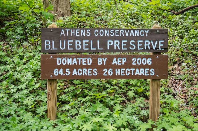 Bluebell Preserve - Image 1