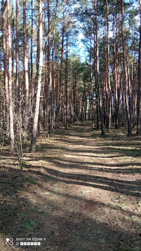 Park miejski Szubianki - Image 1