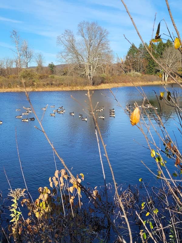 Owens Pond - Image 1
