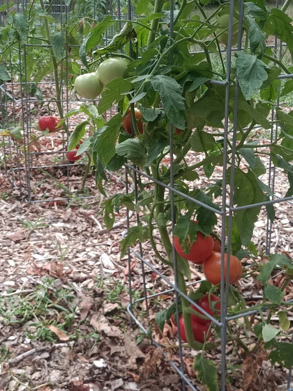Ernie's Homegrown Tomatoes - Image 2