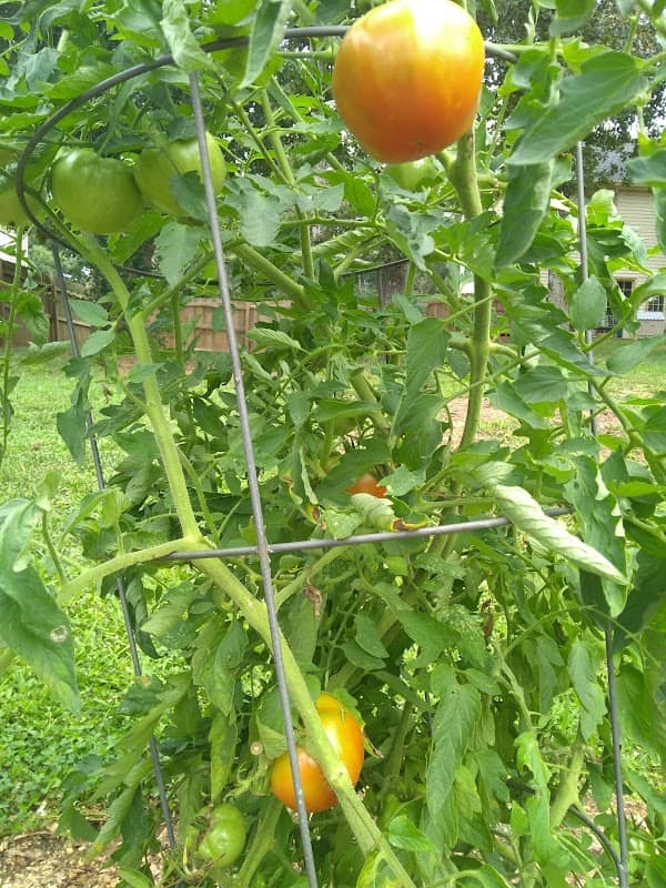 Ernie's Homegrown Tomatoes - Image 1